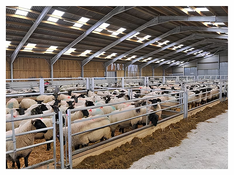 Steel Framed Agricultural Building